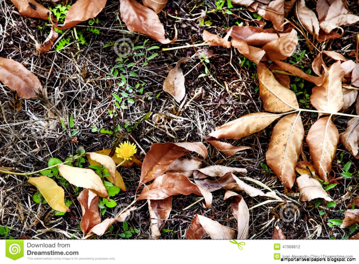 A Hope To Life For A Dandelion To Beginning Of Winter Stock Photo A Hope To Life For A Dandelion To Beginning Of Winter Stock Photo
