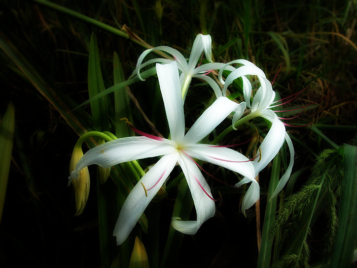 S is for Swamp Lily Review Jessica Ferguson