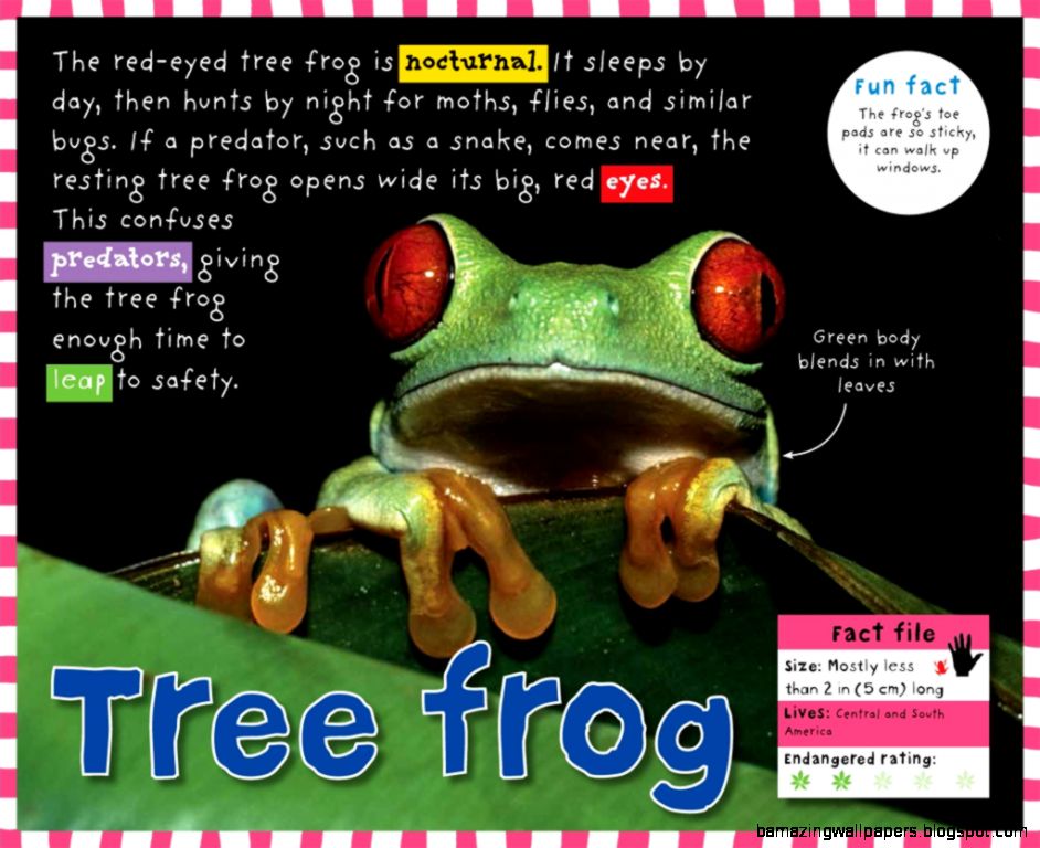 Smart Kids Rainforest Roger Priddy Macmillan Smart Kids Rainforest Roger Priddy Macmillan