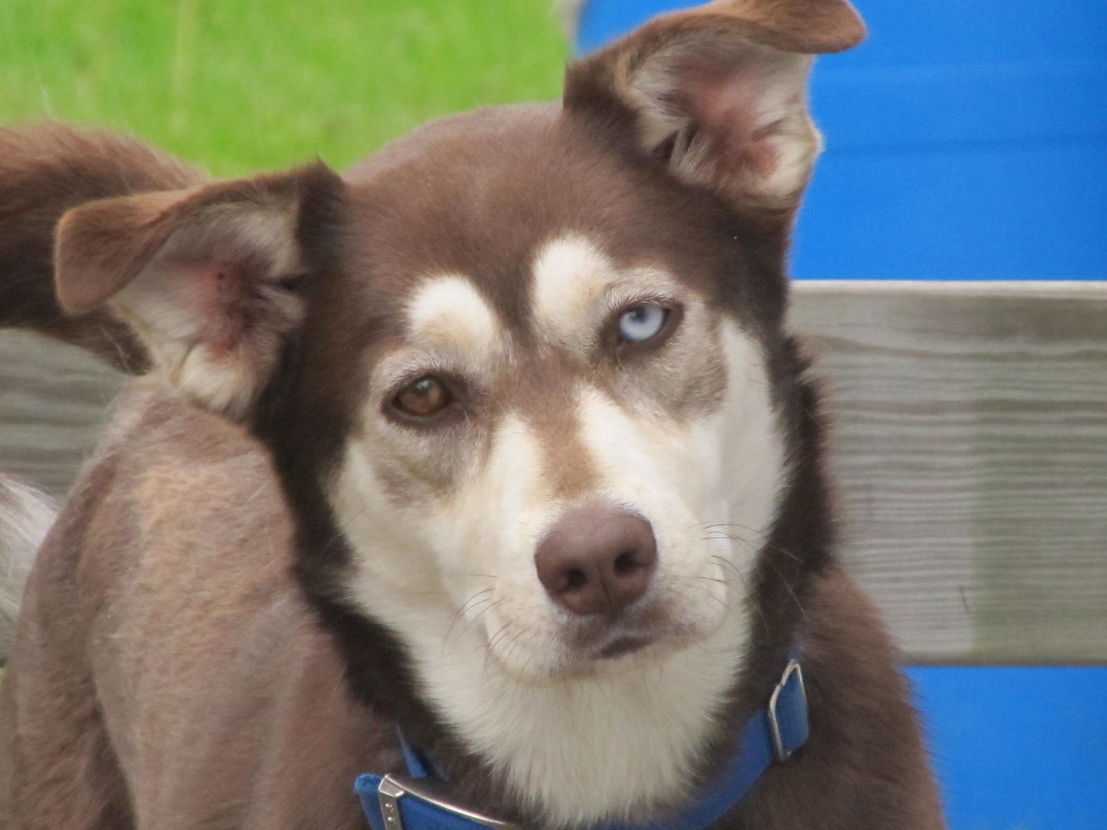 Husky Mix Dog Training Home Dog Types