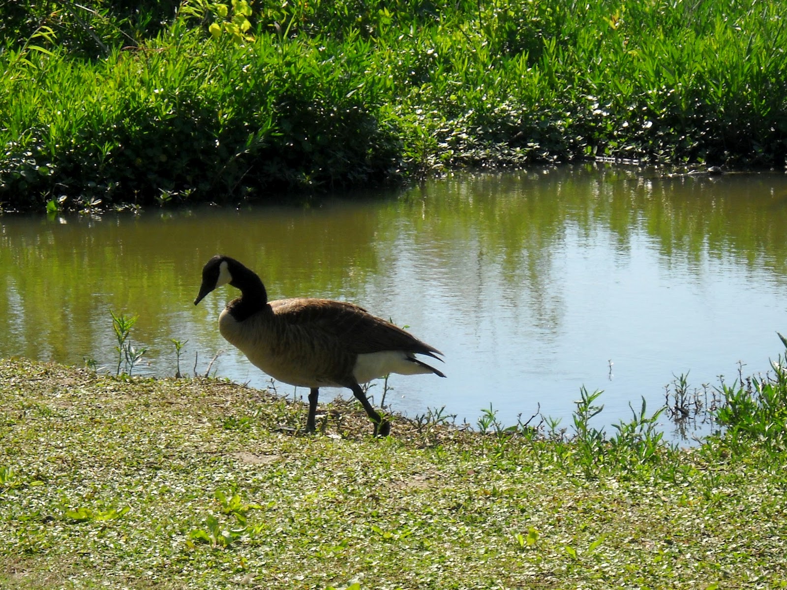 White Rock Lake, Dallas, Texas Migrating Canadian Geese Arrive at White Rock Lake