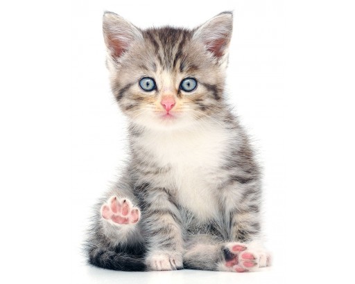 Buztic com klösmöbel stor katt ~ Design Inspiration für die neueste Wohnkultur Buztic com klösmöbel stor katt ~ Design Inspiration für die neueste Wohnkultur