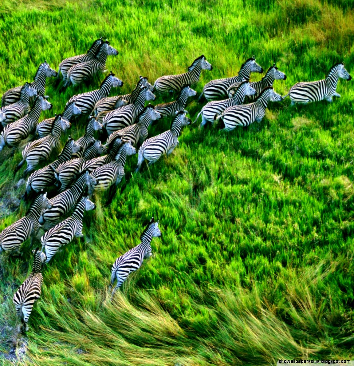 Mac Os X Retina Zebras HD desktop wallpaper High Definition Mac Os X Retina Zebras HD desktop wallpaper High Definition