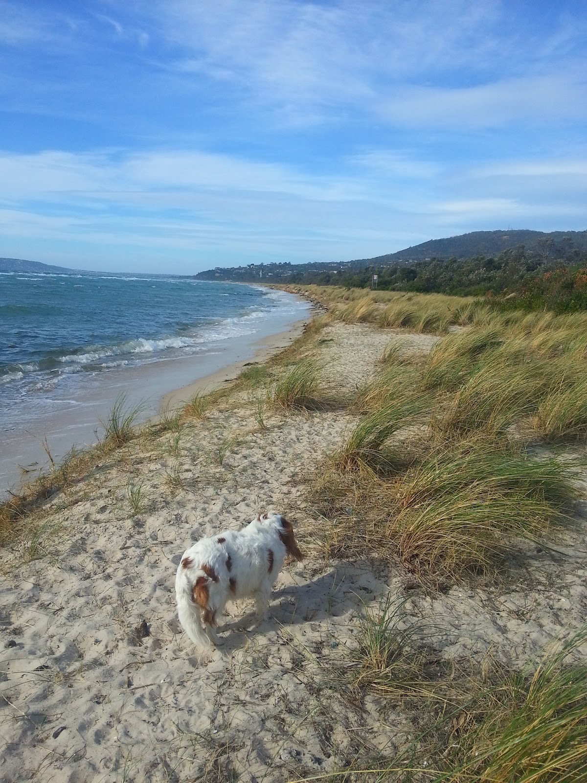 Day Out with Dog (Victoria Australia) Rosebud BeachMornington