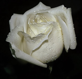Rosa blanca, sola y muda, de la arboleda desnuda.