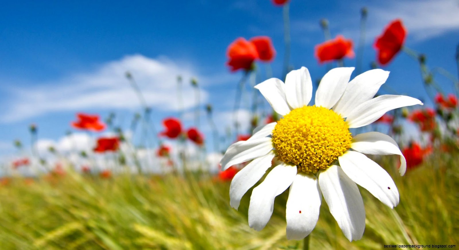 Spring Flowers Desktop Wallpaper Background Spring Flowers Desktop Wallpaper Background