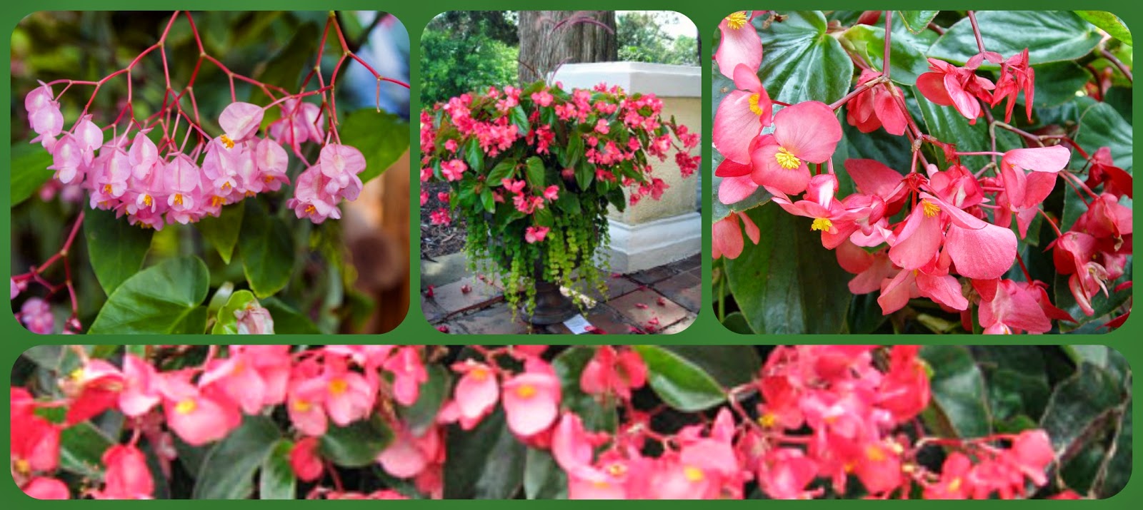 Hannah the Dreamer Flower of theDay AngelWinged Begonia