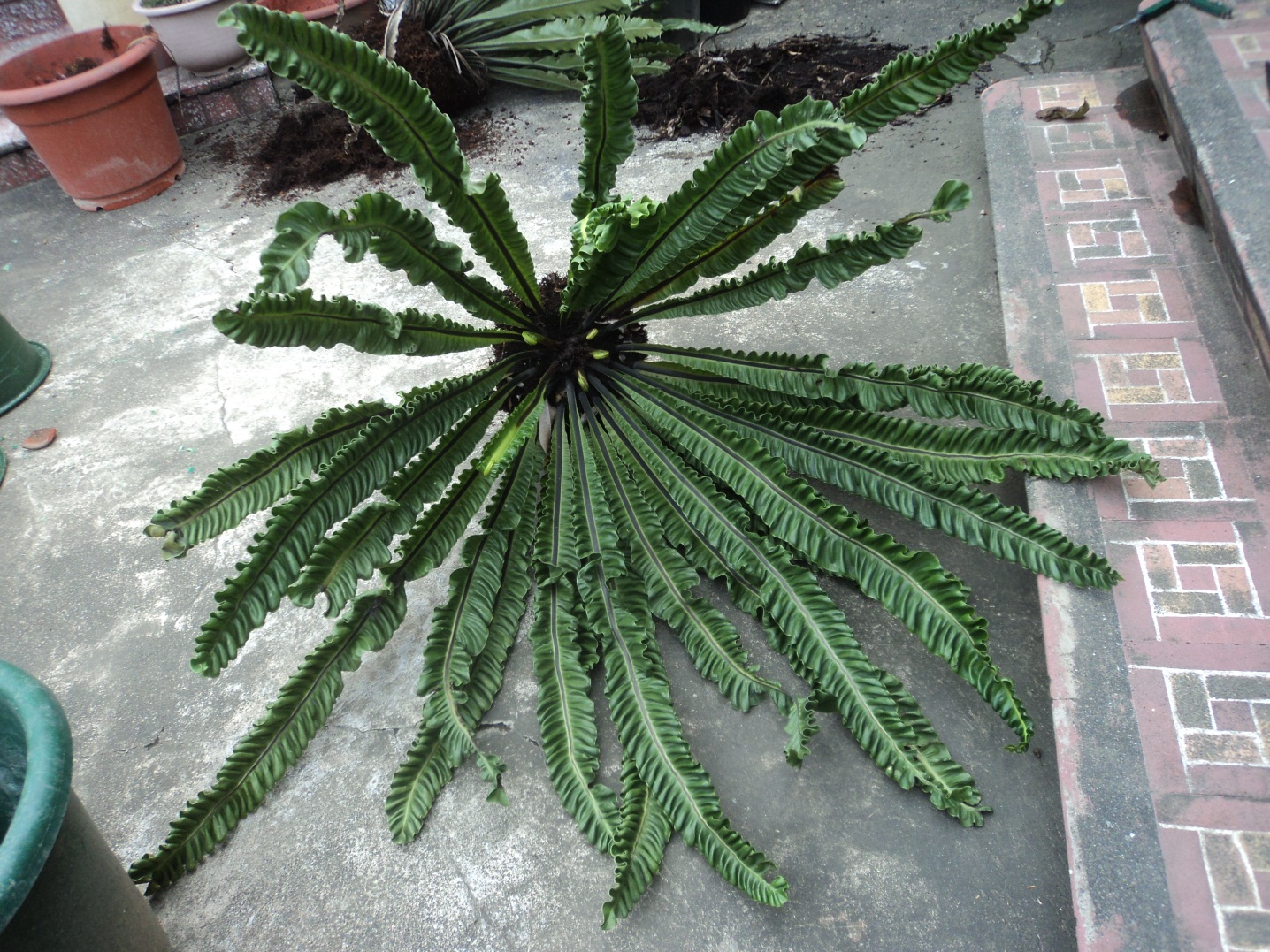 This Old House How to Propagate a Birds Nest Fern