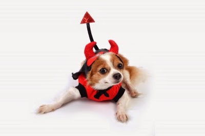 Dress Up Your Pet Without a Cost