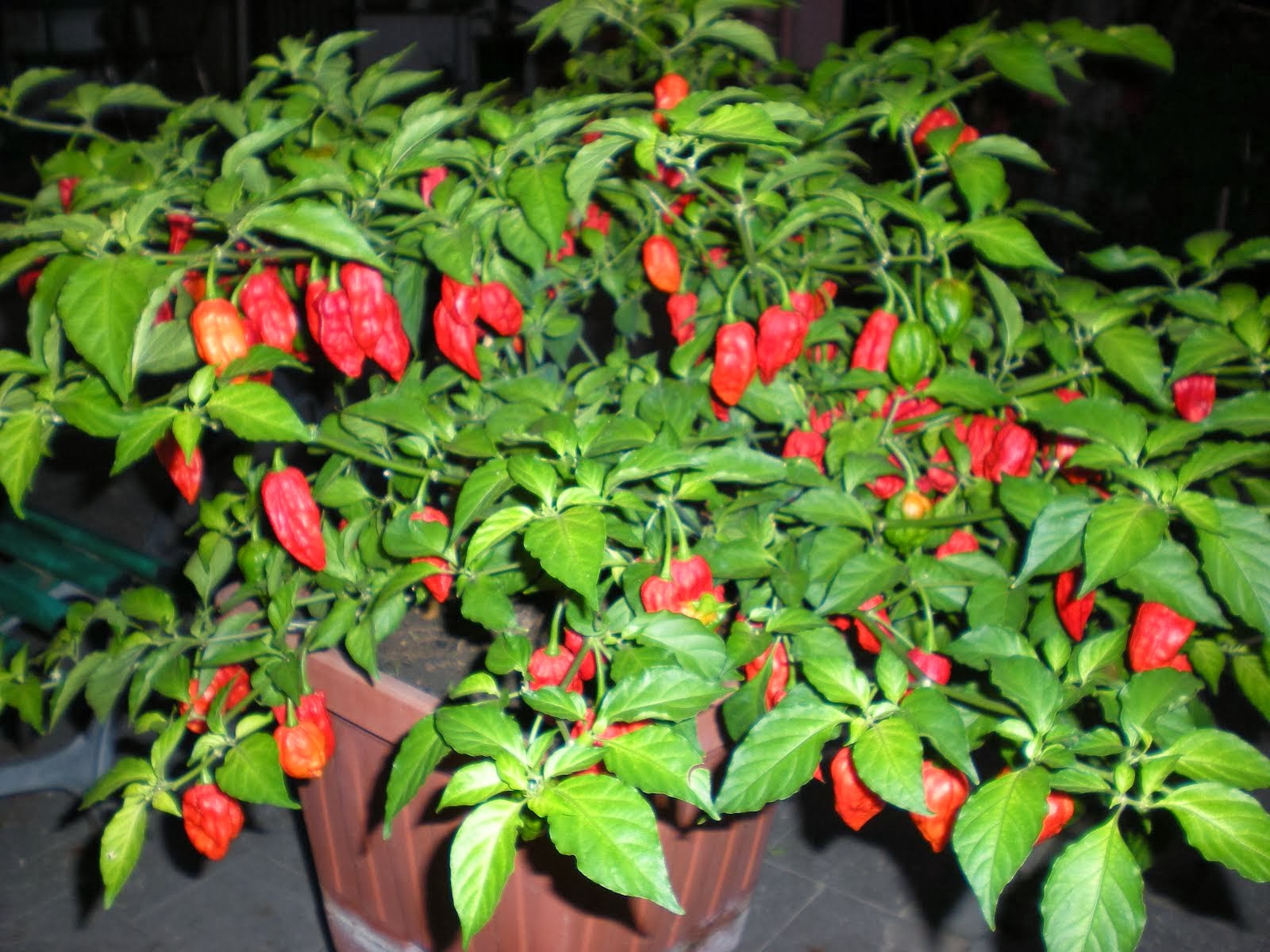 Naga Morich la notte