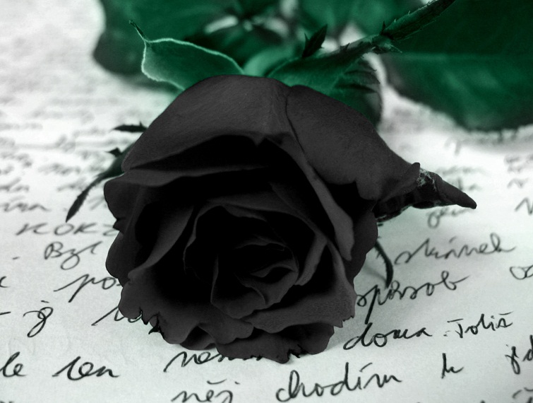 Black Rose HD Wallpapers | HD Wallpapers - Blog