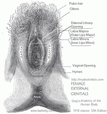 image of external genitals of female with names animated