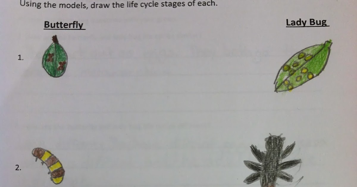 Mrs. McDonald's 4th Grade: Teaching Complete Metamorphosis
