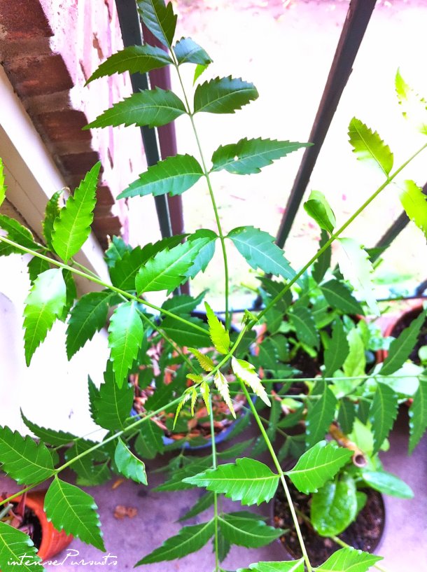 Dwell garden update neem plant