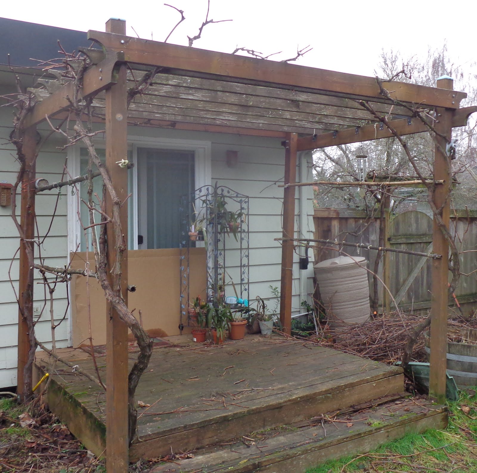 Growing Greener in the Pacific Northwest Grape pruning.