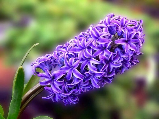 [Image: 9-loai-hoa-y-nghia-pho-bien-2.jpg]