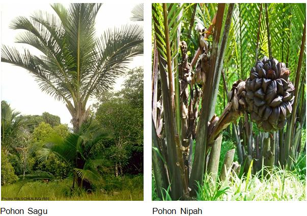 Augista Putri's Blog PERSEBARAN FLORA DAN FAUNA DI INDONESIA