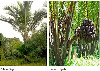 sagu dan nipah - flora yang ada di papua sagu dan nipah - flora yang ada di papua