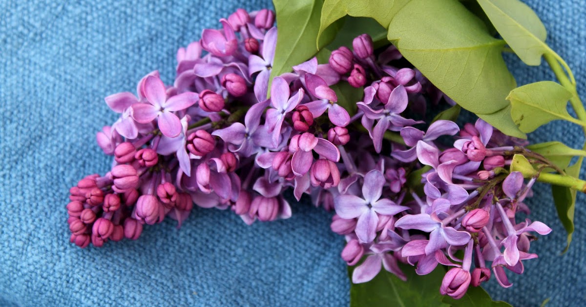 52 FLEA Playing With Lilacs