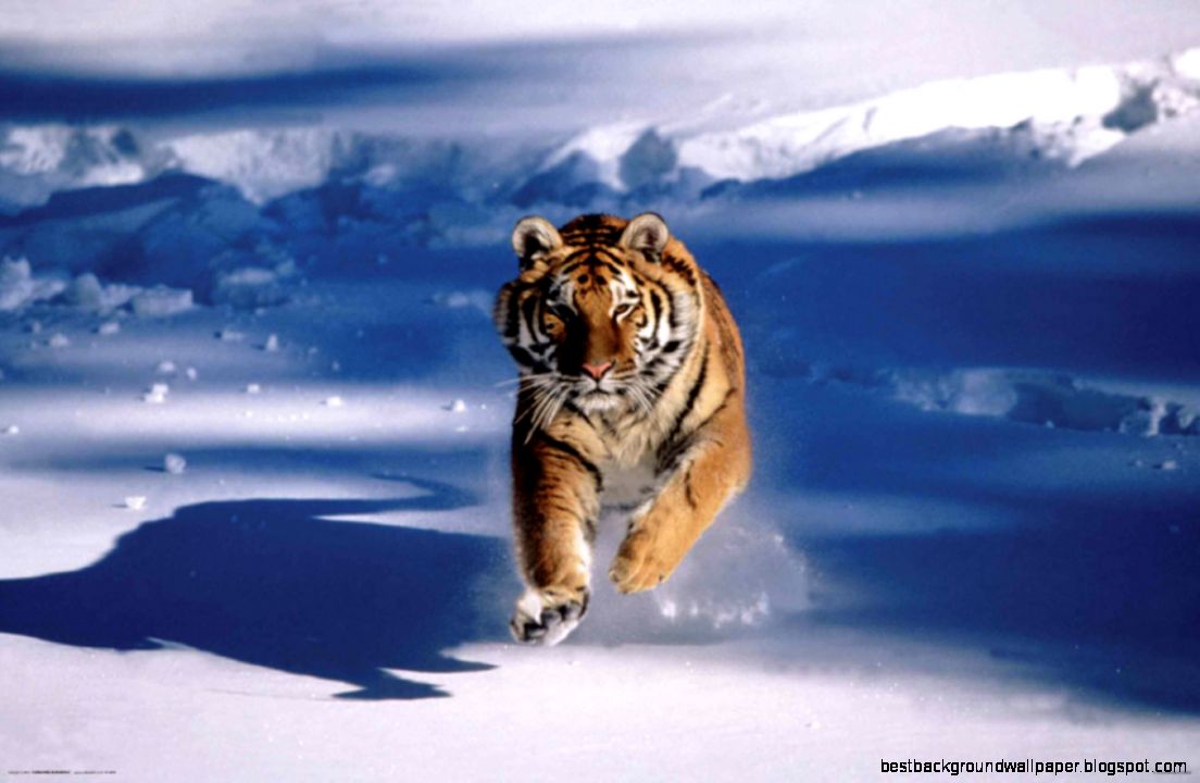 Amur Tiger In Snow 6951937 Amur Tiger In Snow 6951937