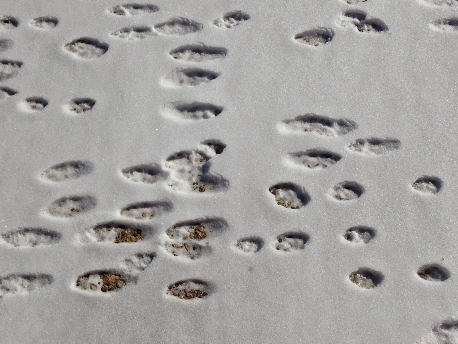 Scattered Seed Samplers Rabbit Tracks