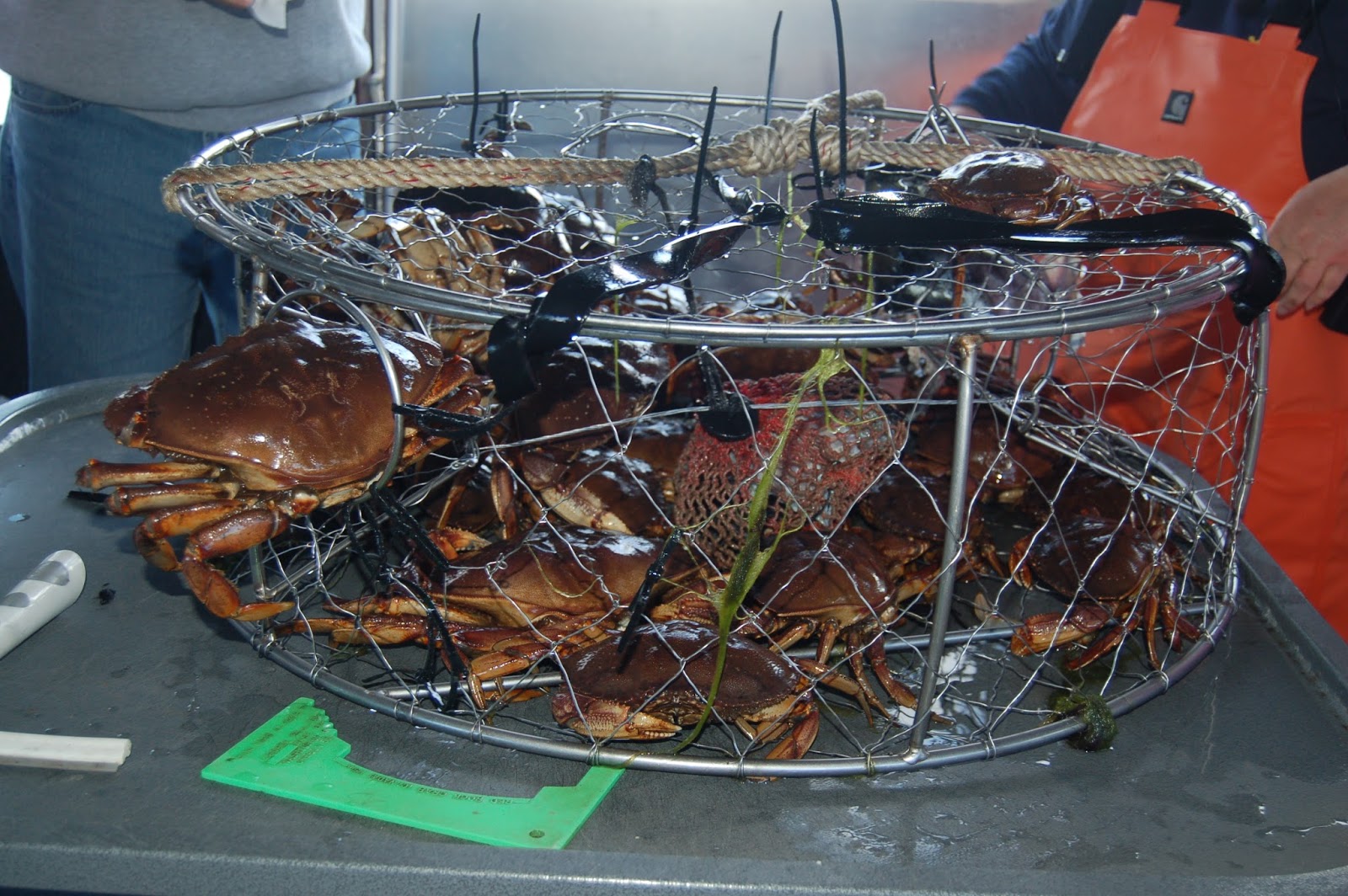 The Siberian American Catching Crabs A Crab Feast Excursion in