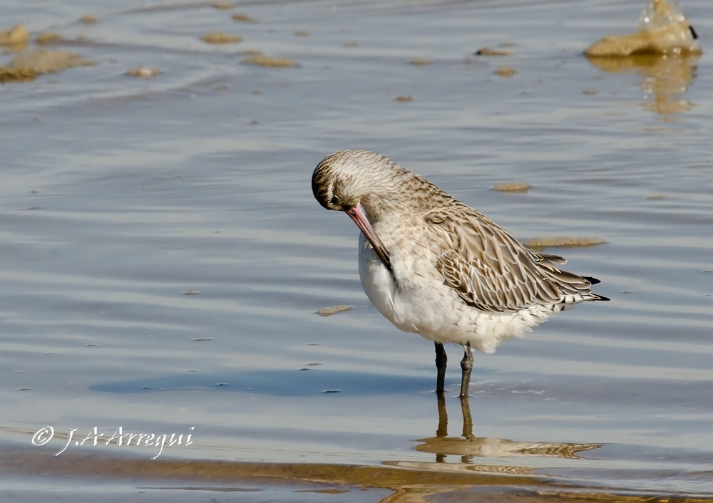 Aguja colipinta, Limosa lapponica, Bar-tailed Godwit Aguja colipinta, Limosa lapponica, Bar-tailed Godwit
