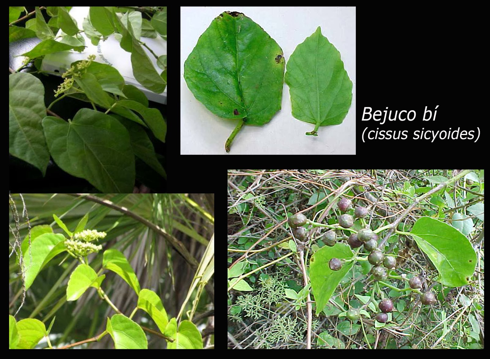 Bejuco ubi Botánica Cubana