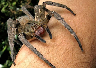  Brazilian Wandering Spiders