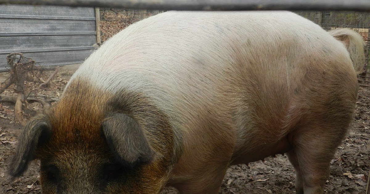 Preparing for the Yearly Pig Slaughter