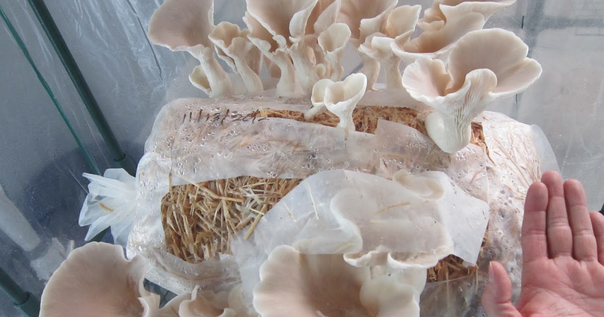 OYSTER MUSHROOMS Desert Moon Mushroom Farm