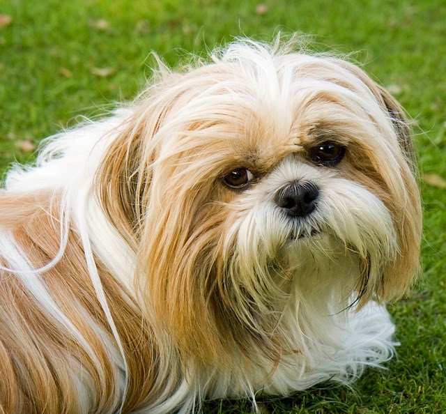 Pet's We Love Top 5 Cutest Dog Breeds