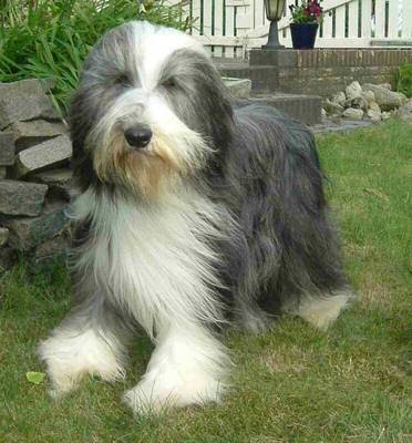 Bearded Collie Dog Herding Picture