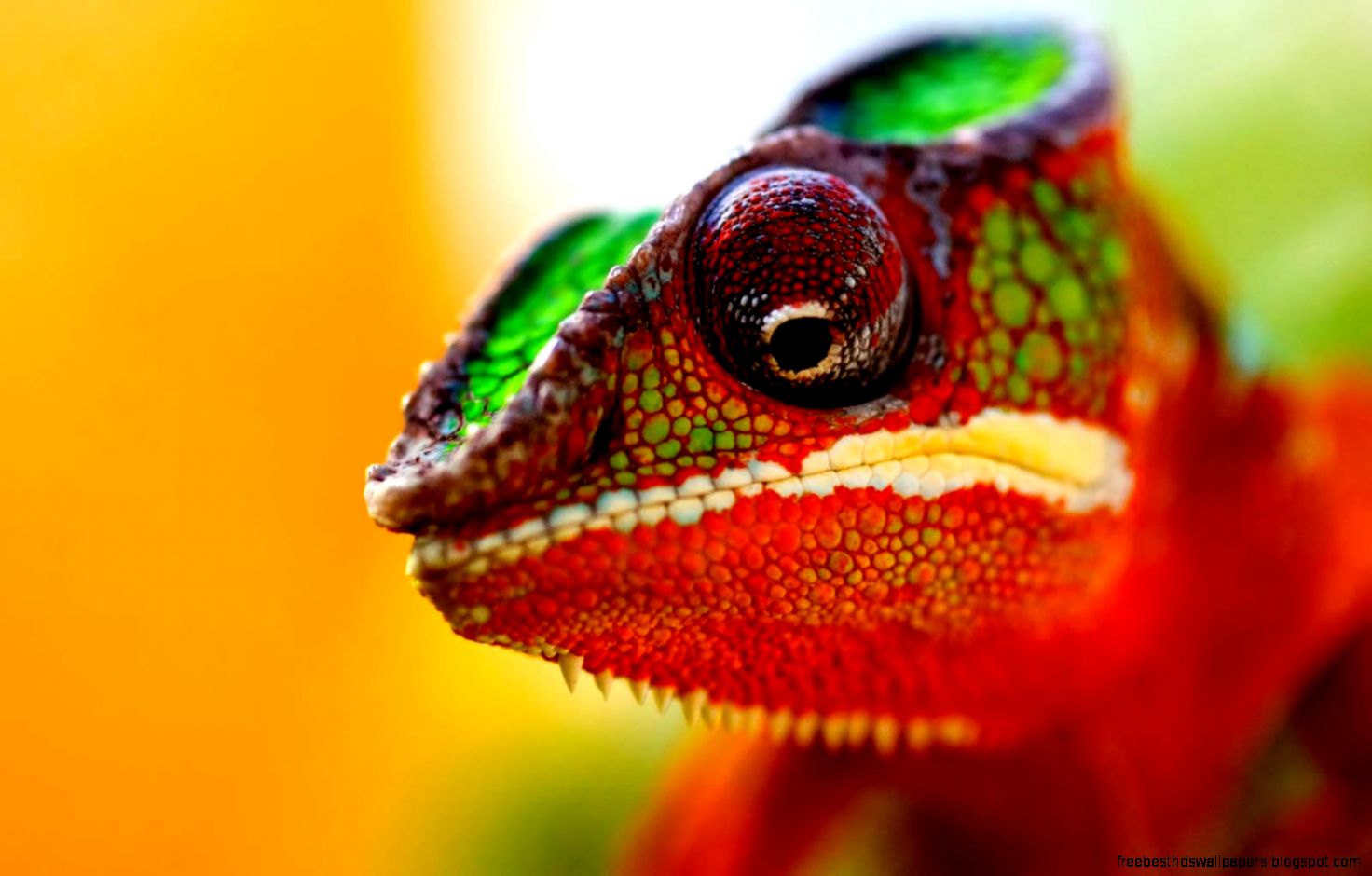Chameleon Desktop Chameleon Desktop