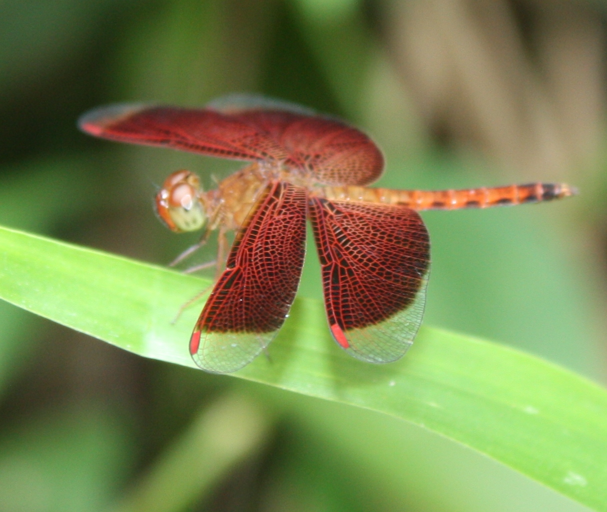 Saye Suke Ambil Gambar (Part 4 - PePatung)