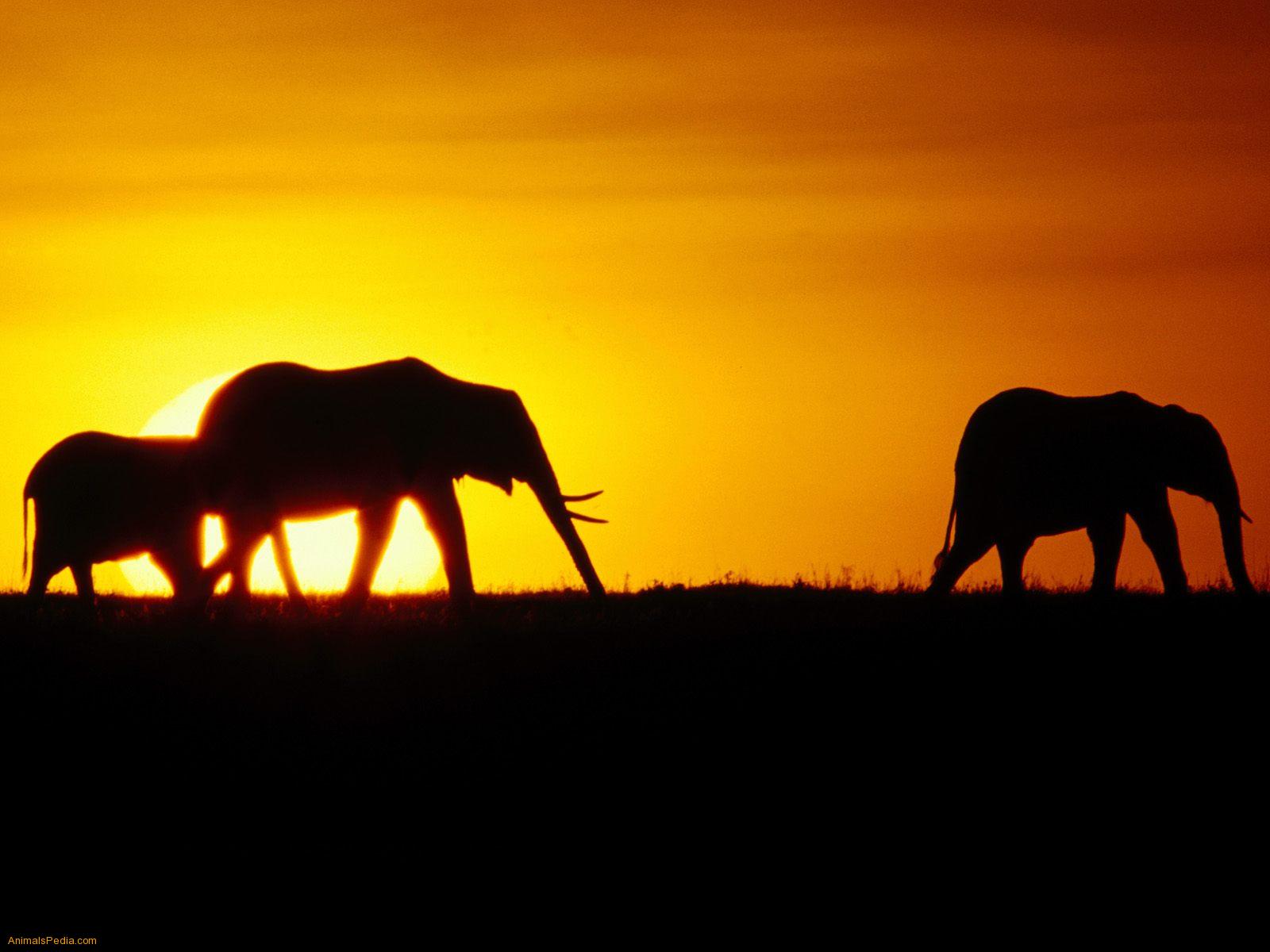 save elephants Raise awareness and show your support for a great causeelephant numbers have dropped by 62% over the last decade, and they could be mostly extinct by. save elephants Raise awareness and show your support for a great causeelephant numbers have dropped by 62% over the last decade, and they could be mostly extinct by.