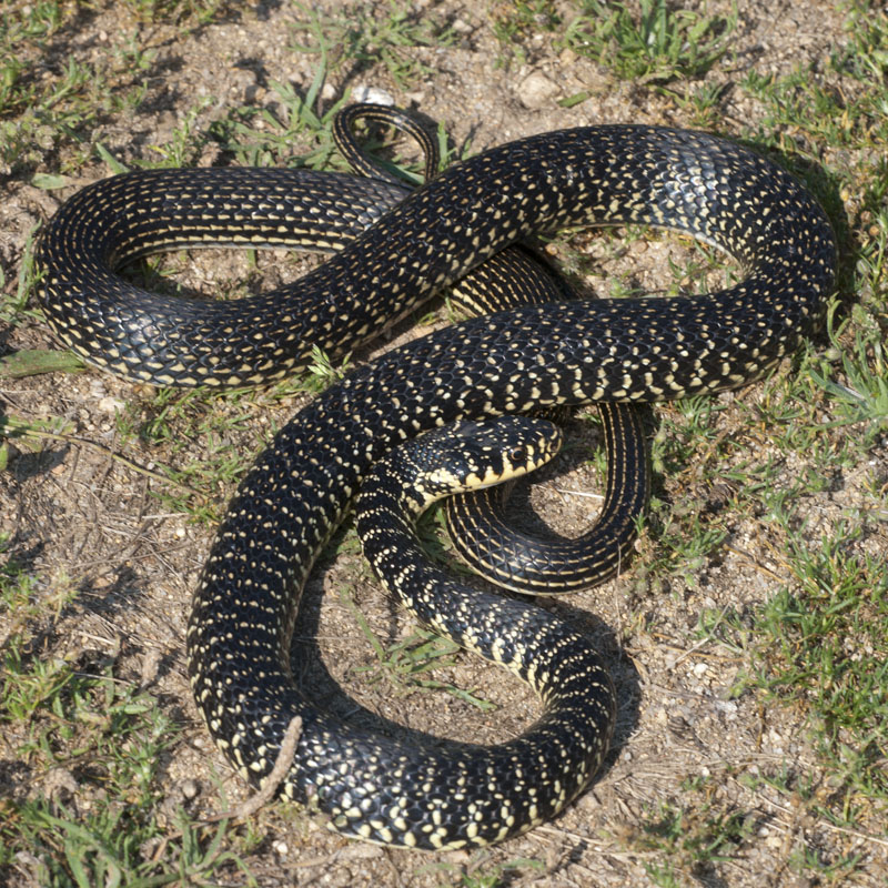 Yorkshire Field Herping and Wildlife Photography A Field Herping Trip