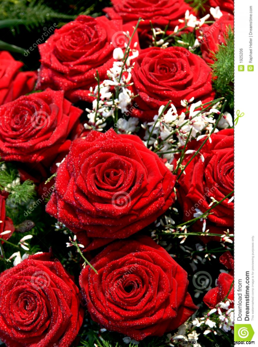 Bunch Of Red Rose Images Bouquet Idea Bunch Of Red Rose Images Bouquet Idea