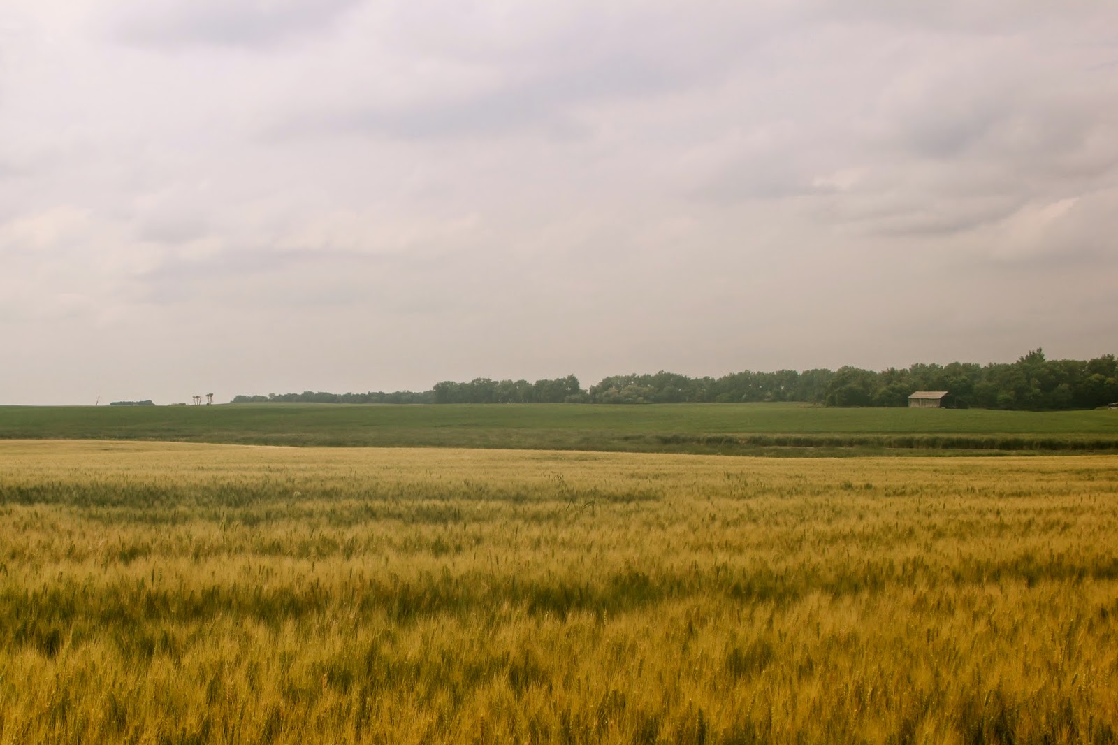 Griggs Dakota Golden Plains Returning