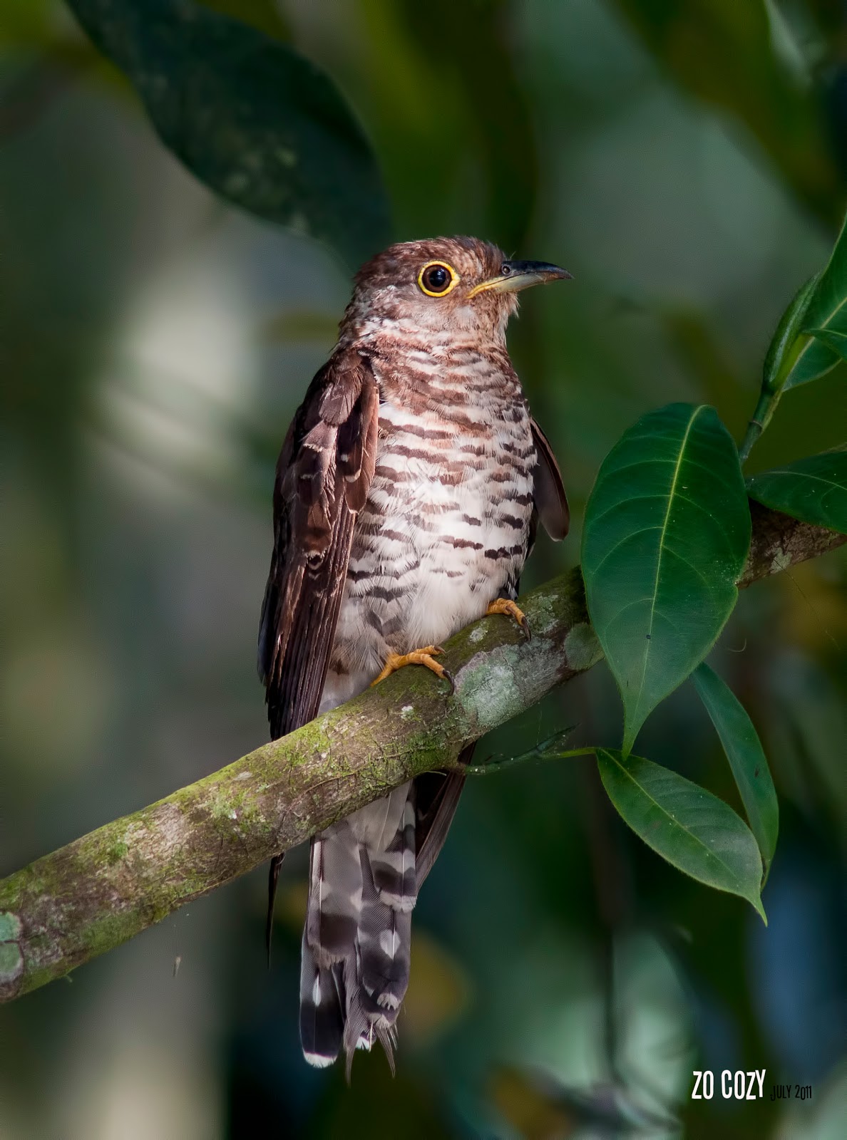 Cozy Bird Photography Indian cuckoo