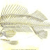 Fish Anatomy - Skeleton Of A Fish