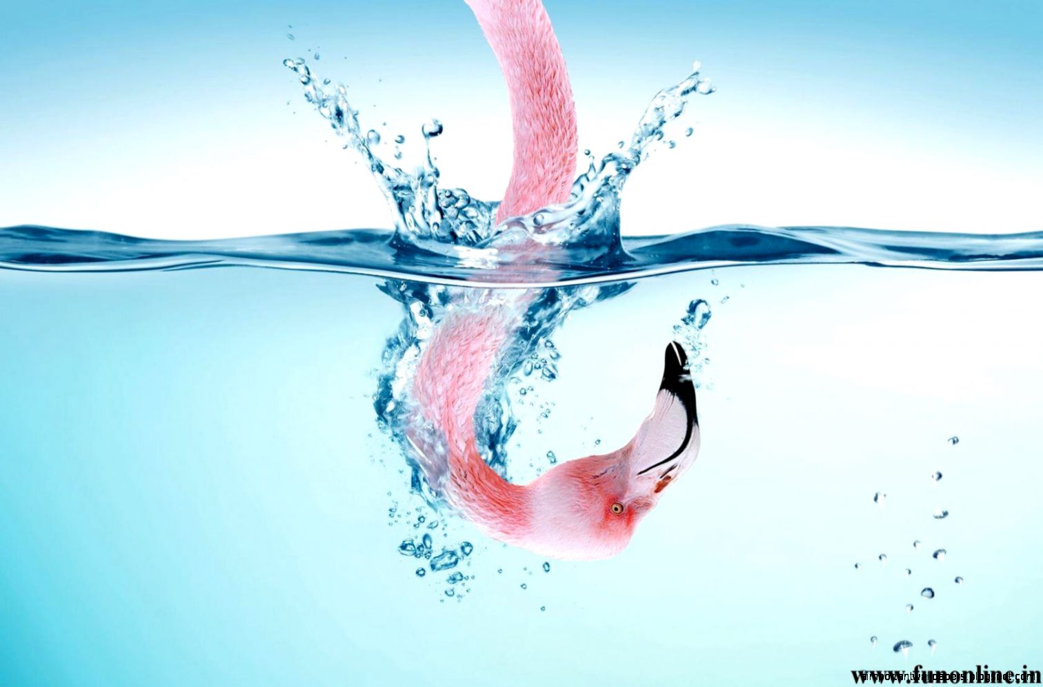 Flamingo Wallpaper Flamingo Wallpaper