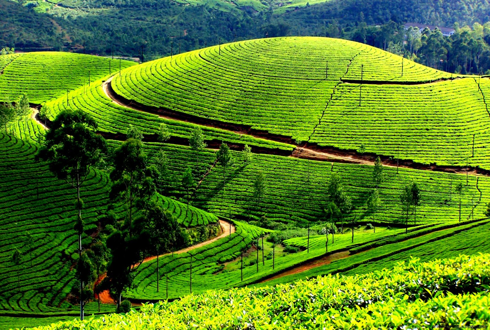Munnar Kerala Hill Station India Munnar Kerala Hill Station India