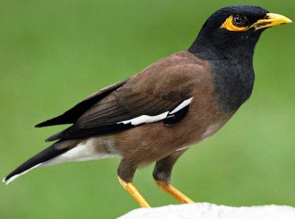 Bilderesultat for மைனா