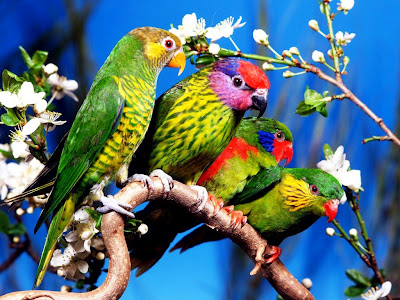 Free Wallpaper Downloads Free Wallpaper Downloads
