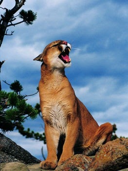 Cougar Puma | Animal Wildlife