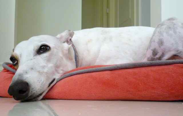 Finding Grace Dog Language