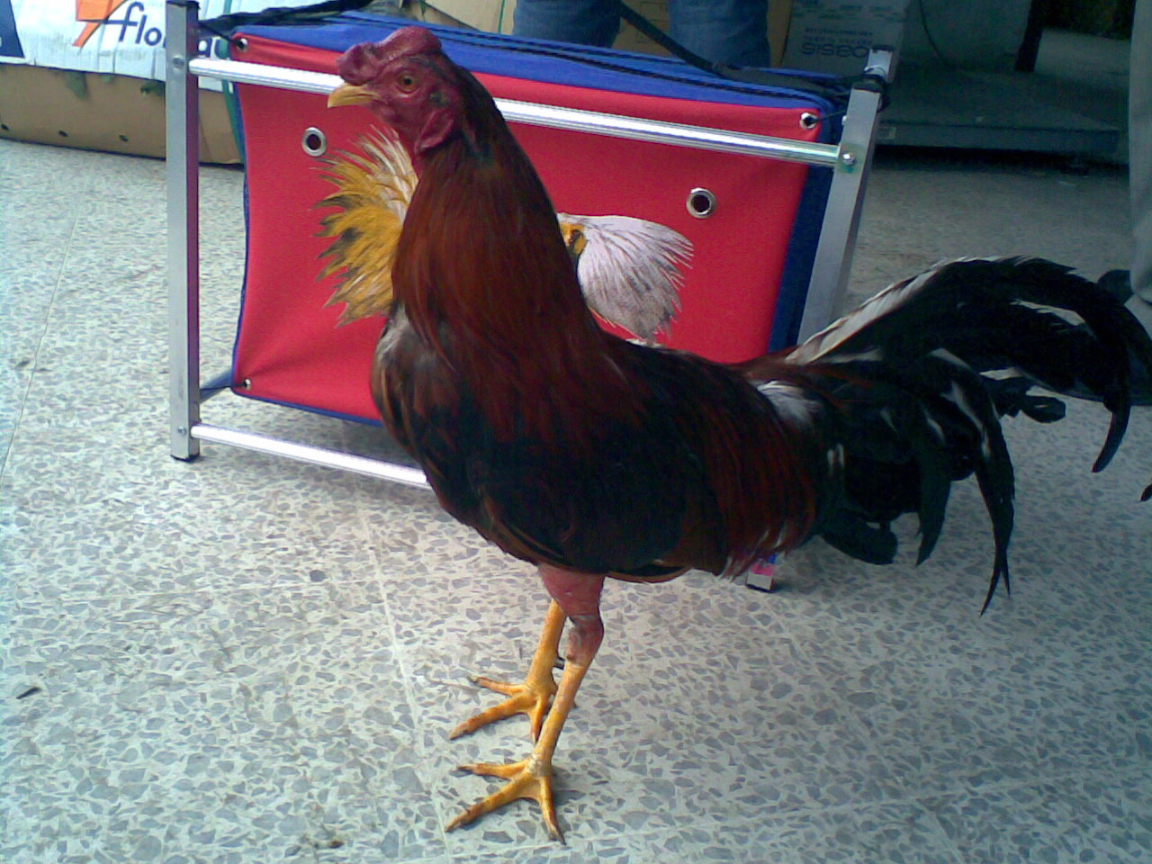 Ejemplares de combate enviados a Cali