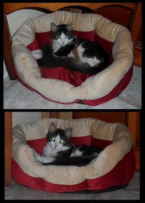 Anakin the two legged cat in his red & tan bed