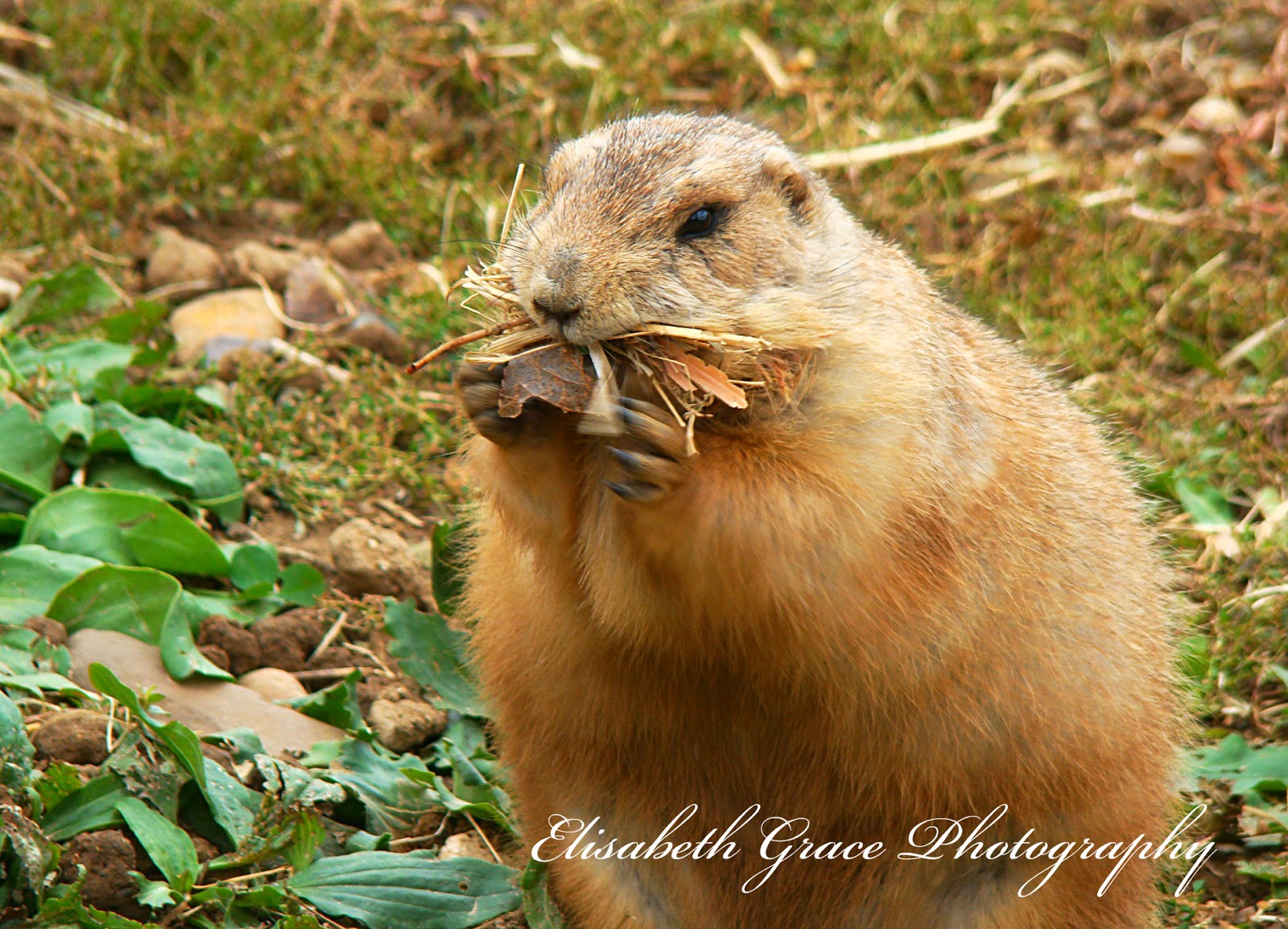 Elisabeth Grace Photography and Gallery Minneapolis Zoo Photoshoot